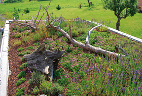 Green roof with deadwood