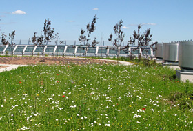 Green roof with meadow