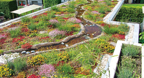 Biodiversity green roof