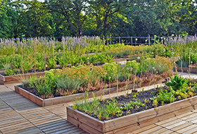 Vegetable plots on a roof