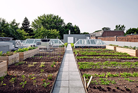 Vegetable patches on a roof