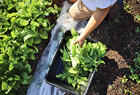 Harvesting lettuce