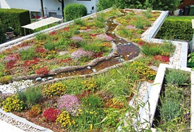 Green roof with water areas