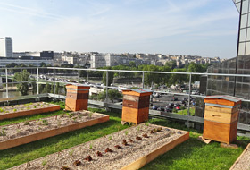 Bee hives and planting beds on an urban roof 