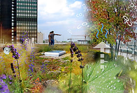 People and insects on a green roof