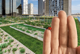 Hand with ladybird in front of a roof garden