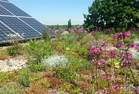 Blossoming plants on a green roof
