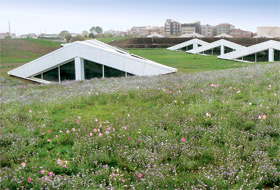 Flourishing green roof