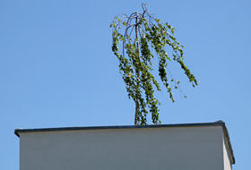 Birch growing atop a small roof