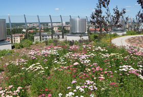Yarrow growing on a green roof