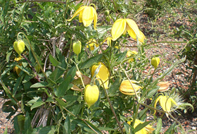 Yellow clematis used to green the façade
