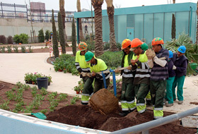 Planting of the palm trees