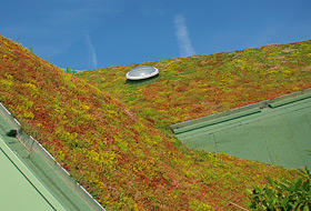 Extensive green roof