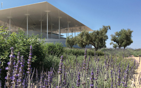 Olive trees and lavender on a roof