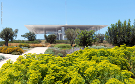 Green roof with olive trees and yellow flowers