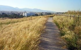 Pathway through grasses on a roof