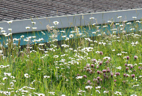 Green roof with summer plains