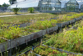 Plant community “Urban Climate Roof”