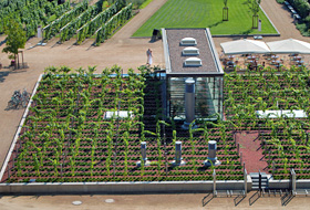 Vines growing on the roof