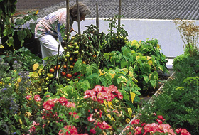 Growing vegetables on the roof