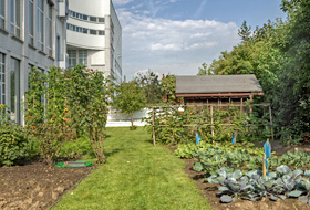 Allotment on a rooftop