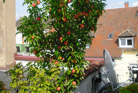 Apple tree on a rooftop