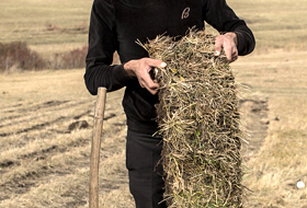 Man harvesting grass sods